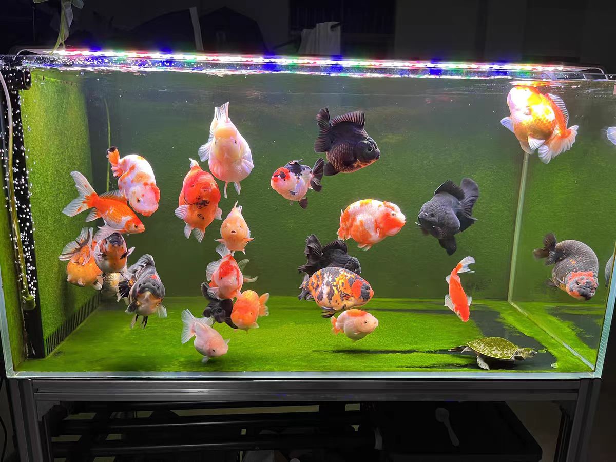 LED Aquarium Light for Fish Ta - Aquarium Marine Clearwater ulasan dan harga